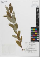 Foto von Salix pedicellaris Pursh